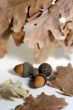 Acorn isolated