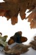 Acorn isolated