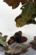 Acorn isolated