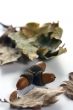 Acorn isolated