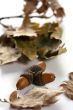 Acorn isolated
