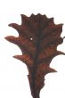 Acorn isolated