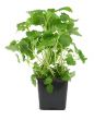 lemon balm on white
