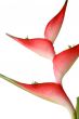 Tropical flower