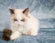 Ragdoll kitten