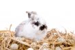 Cute easter bunny