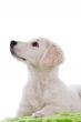 Attentive dog