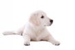 Young retriever