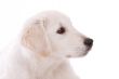 Sweet puppy