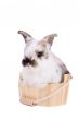 Bunny in the bathtub