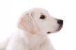 Golden retriever puppy