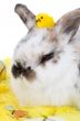 Adorable bunny with easter chicken on her head