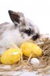 Easter bunny