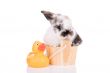 Taking a bath