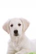 Adorable puppy