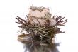 Bird nest