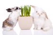 Easter bunnies