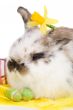 Spring bunny