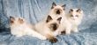 Ragdoll kittens