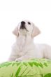 Adorable puppy