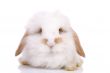 Little bunny