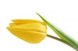 YellowTulip