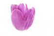 Pink Tulip