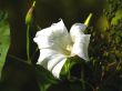 begonia