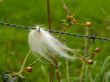 barbed wire