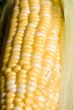 corn crazy