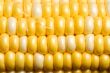 corn crazy
