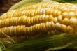 corn crazy