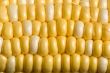 corn crazy