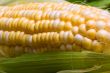 corn crazy