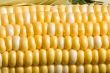 corn crazy