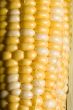 corn crazy