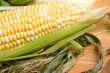 corn crazy