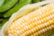 corn crazy