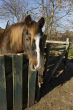 old horse