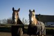 two horses