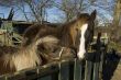 horses at the farm
