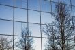 modern trees