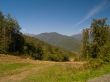 Forest at mountains