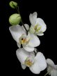 White orchid