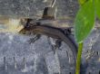 lizard