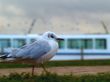 black headed gull
