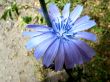 Chicory