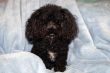 Miniature Poodle