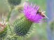 dronefly on thistle blossom
