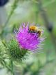 bumble-bee on thistle